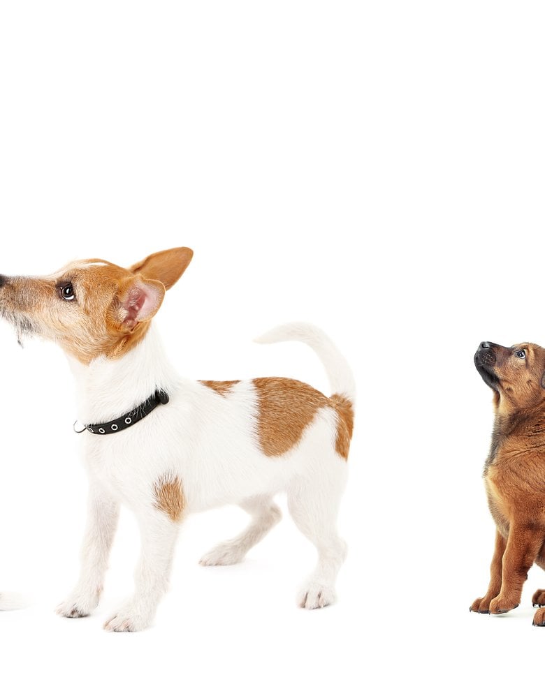 shutterstock_278997872